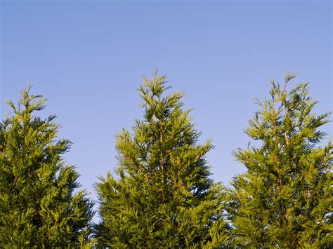 norway spruce spacing